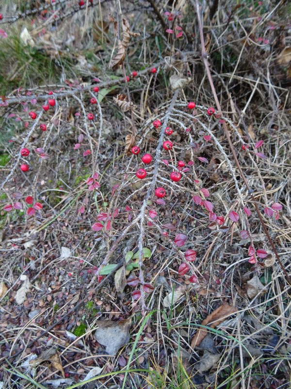 Rosaceae: Cotoneaster sp. (cfr.)